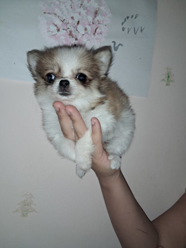Minnie Chihuahua Minnie Chihuahua