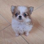 Minnie-female-Chihuahua-puppy-for-sale-2