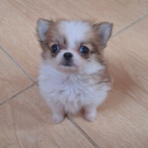 Minnie Chihuahua Minnie Chihuahua