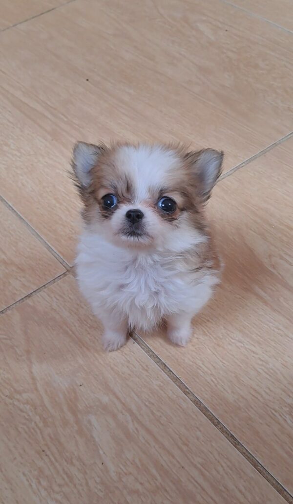 Minnie Chihuahua Minnie Chihuahua
