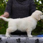 Mirage-male-golden-retriver-puppy-for-sale-1 (1)