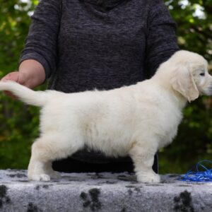 Mirage Golden Retriever Mirage Golden Retriever