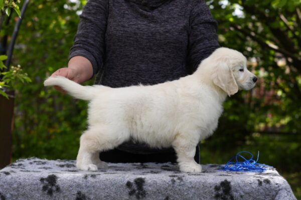 Mirage Golden Retriever Mirage Golden Retriever