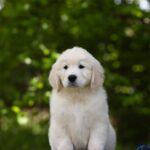 Mirage-male-golden-retriver-puppy-for-sale-1 (2)