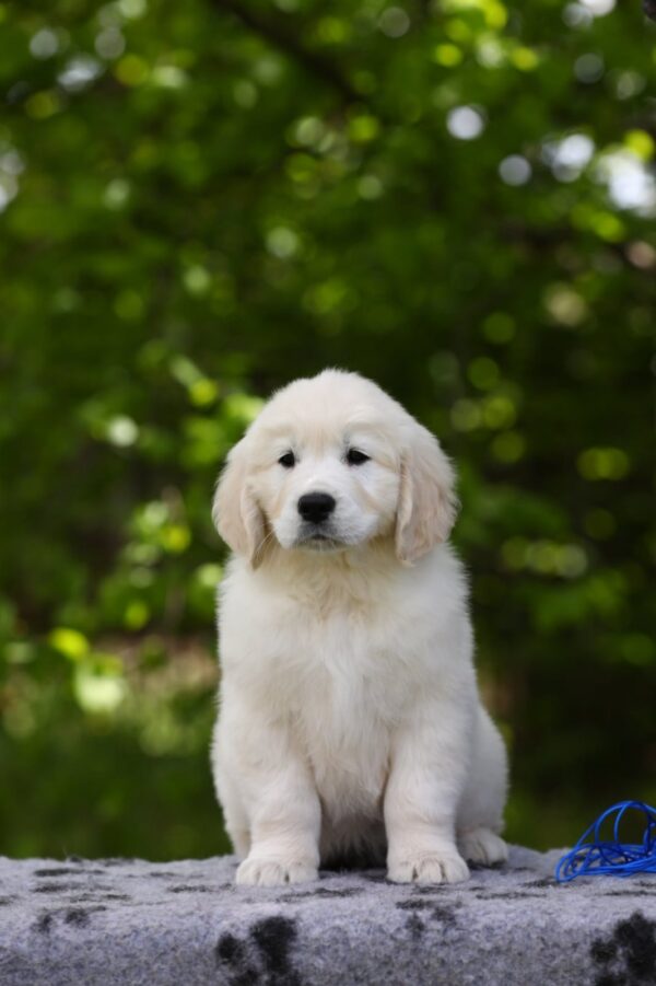 Mirage Golden Retriever Mirage Golden Retriever
