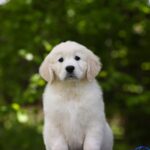 Mirage-male-golden-retriver-puppy-for-sale-1 (3)