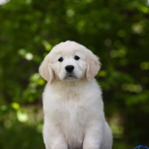 Mirage Golden Retriever Mirage Golden Retriever