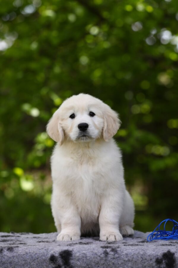 Mirage Golden Retriever Mirage Golden Retriever