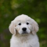 Mirage-male-golden-retriver-puppy-for-sale-1 (4)