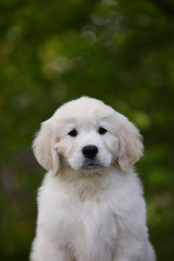 Mirage Golden Retriever Mirage Golden Retriever