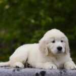 Mirage-male-golden-retriver-puppy-for-sale-1 (5)