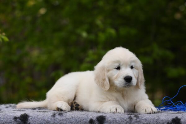 Mirage Golden Retriever Mirage Golden Retriever