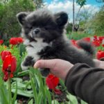 Misterio-male-Chihuahua-puppy-for-sale-1