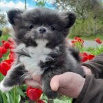 Misterio-male-Chihuahua-puppy-for-sale-2