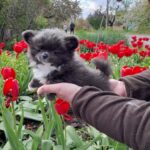 Misterio-male-Chihuahua-puppy-for-sale-3
