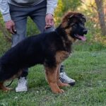 Moriss-male-German-Shephard-puppy-for-sale-1