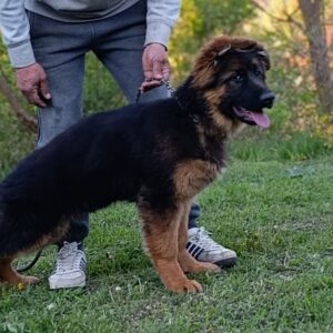 Moriss German Shepherd Moriss German Shepherd