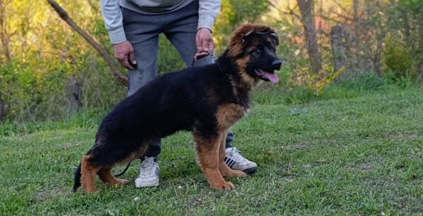 Moriss German Shepherd Moriss German Shepherd