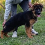 Moriss-male-German-Shephard-puppy-for-sale-2