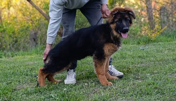 Moriss German Shepherd Moriss German Shepherd