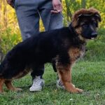 Moriss-male-German-Shephard-puppy-for-sale-3