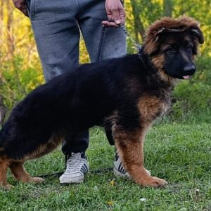 Moriss German Shepherd Moriss German Shepherd