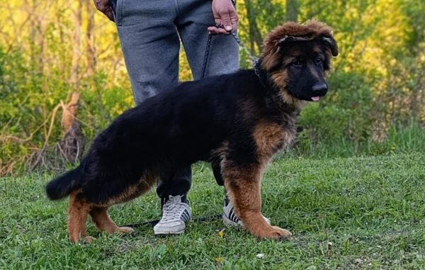 Moriss German Shepherd Moriss German Shepherd