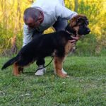 Moriss-male-German-Shephard-puppy-for-sale-4