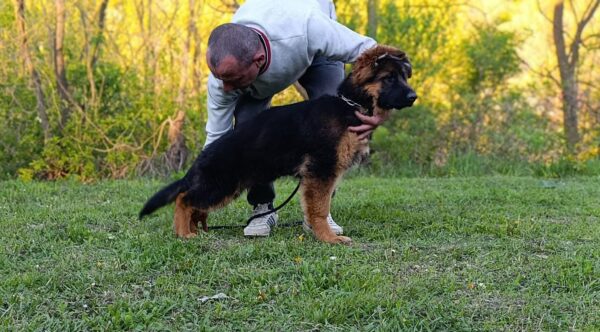 Moriss German Shepherd Moriss German Shepherd
