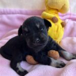 Nadina-female-miniature-schnauzer-puppy-for-sale- (1)