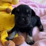 Nadina-female-miniature-schnauzer-puppy-for-sale- (2)