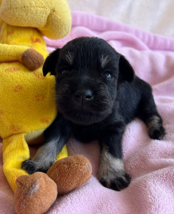 Nadina Miniature Schnauzer Nadina Miniature Schnauzer