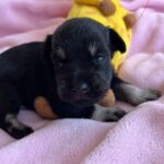 Nadina-female-miniature-schnauzer-puppy-for-sale- (3)