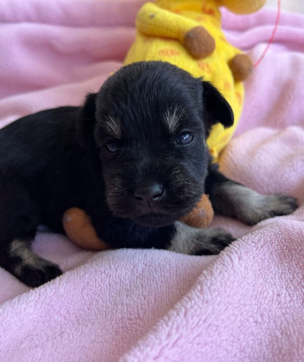 Nadina Miniature Schnauzer Nadina Miniature Schnauzer