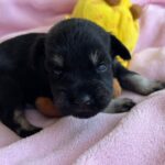 Nadina-female-miniature-schnauzer-puppy-for-sale- (4)