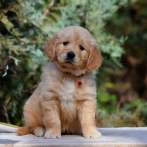 Nala Golden Retriever Nala Golden Retriever