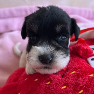 Nara Miniature Schnauzer Nara Miniature Schnauzer