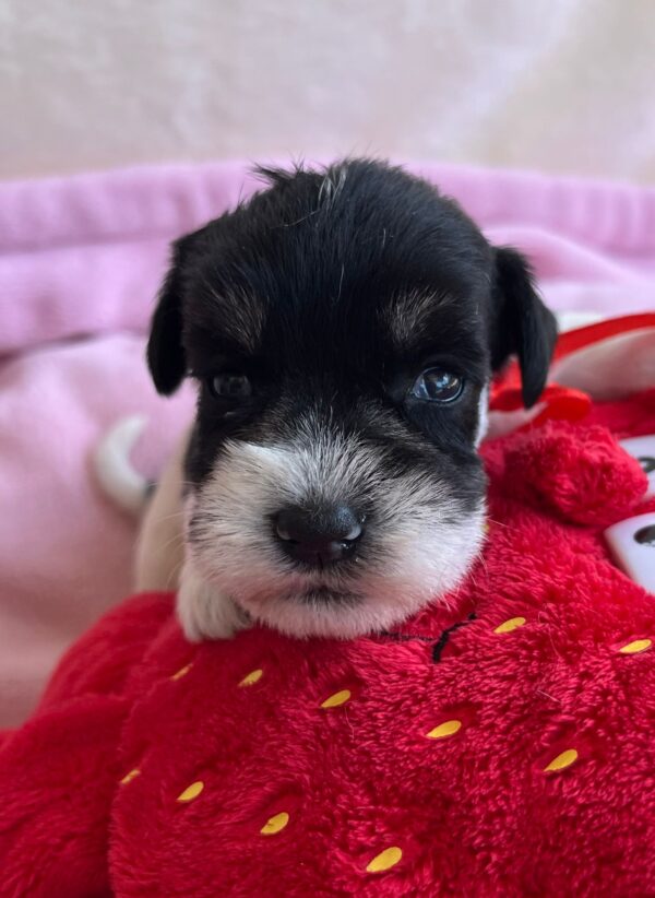 Nara Miniature Schnauzer Nara Miniature Schnauzer