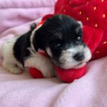 Nara-female-miniature-schanuzer-puppy-for-sale- (2)