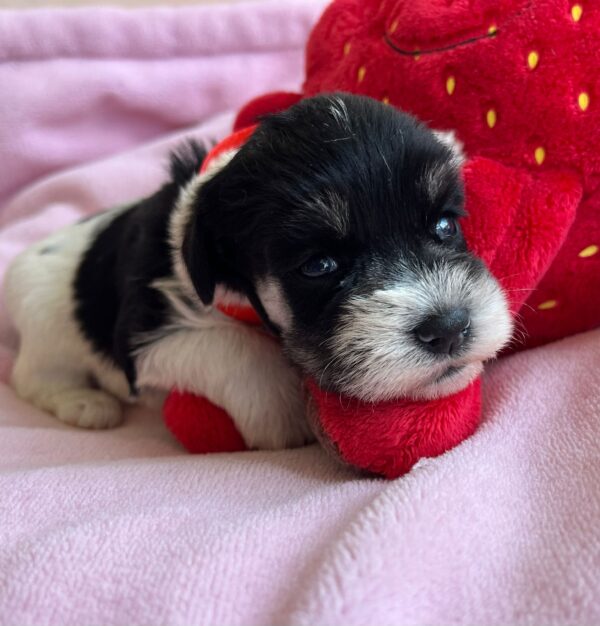 Nara Miniature Schnauzer Nara Miniature Schnauzer