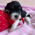 Nara-female-miniature-schanuzer-puppy-for-sale- (3)