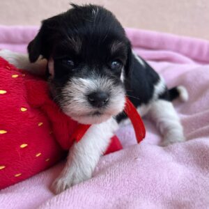 Nara Miniature Schnauzer Nara Miniature Schnauzer