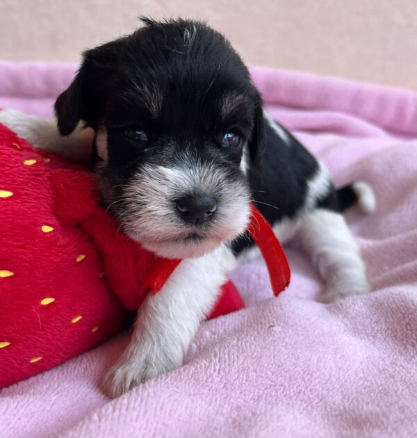Nara Miniature Schnauzer Nara Miniature Schnauzer