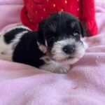 Nara-female-miniature-schanuzer-puppy-for-sale- (4)
