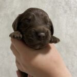 Naris-male-English-Cocker-Spaniel-puppy-for-sale-1 (1)