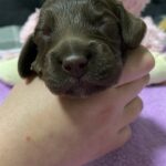 Naris-male-English-Cocker-Spaniel-puppy-for-sale-1 (2)