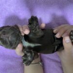 Naris-male-English-Cocker-Spaniel-puppy-for-sale-1 (3)