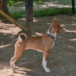 Nash-male-Basenji-puppy-for-sale-1