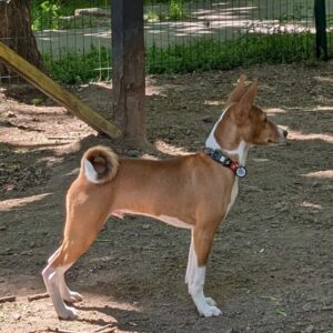 Nash Basenji Nash Basenji