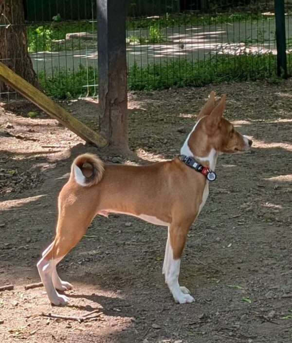 Nash Basenji Nash Basenji